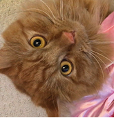 Fuzzili